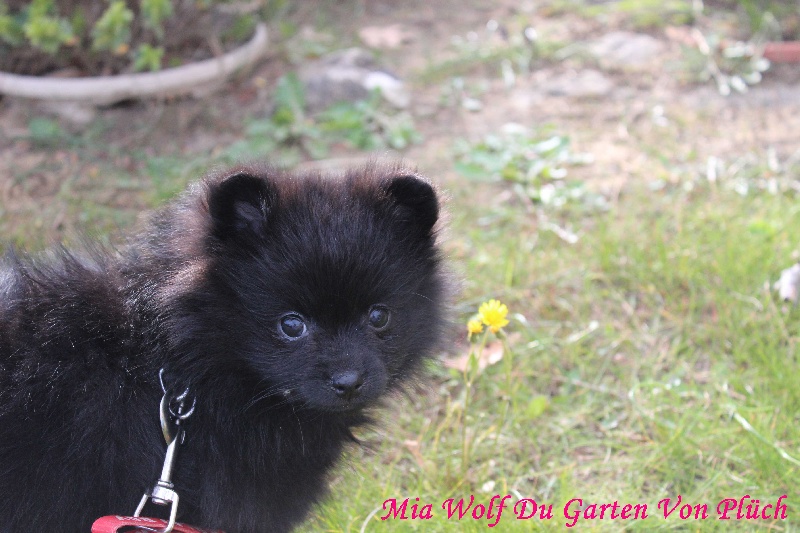 Mia wolf Du Garten Von Pluch