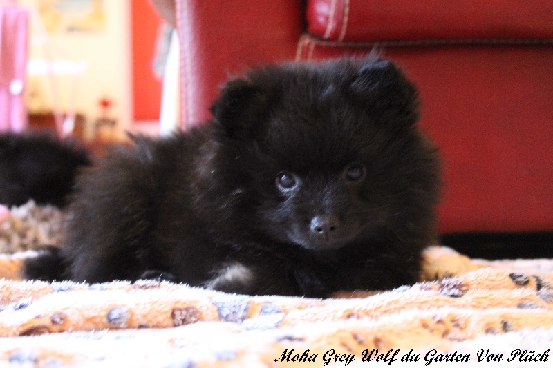 Moka grey wolf Du Garten Von Pluch