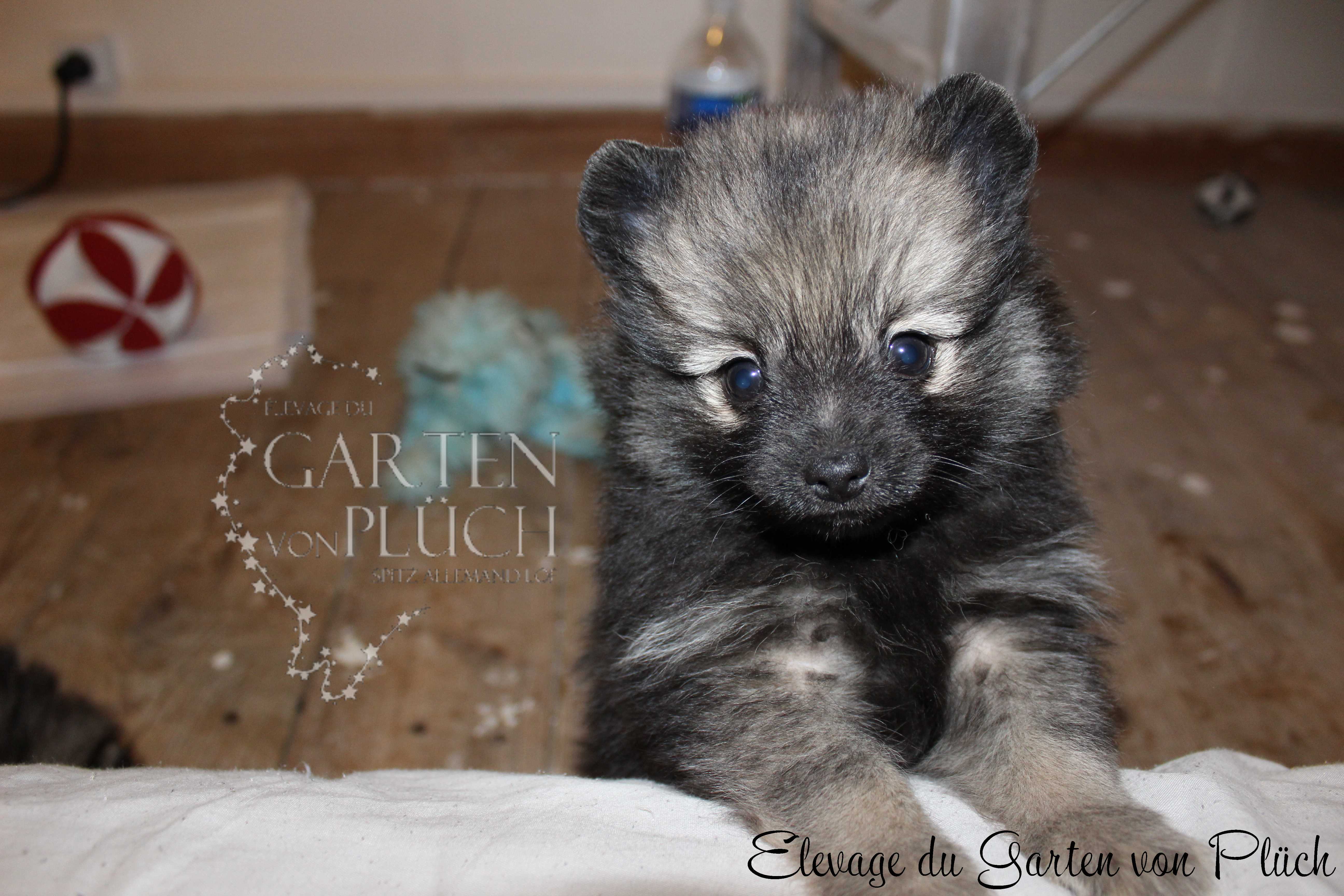 Narco wolf Du Garten Von Pluch