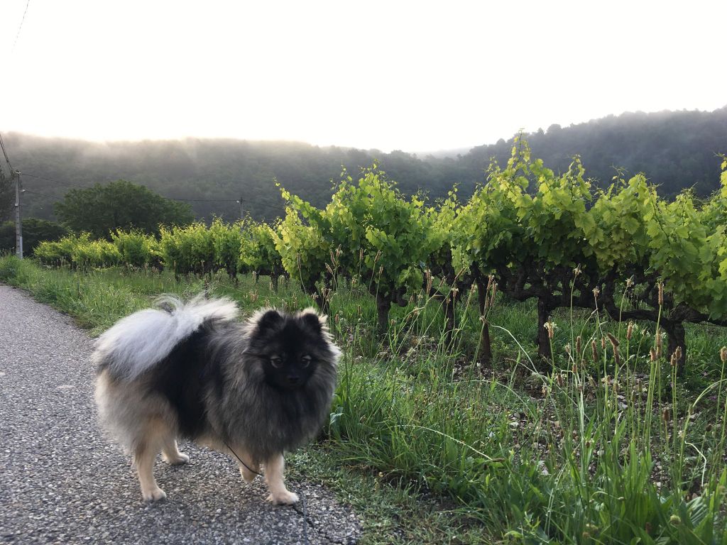 Napoléon wolf l'empereur Du Garten Von Pluch