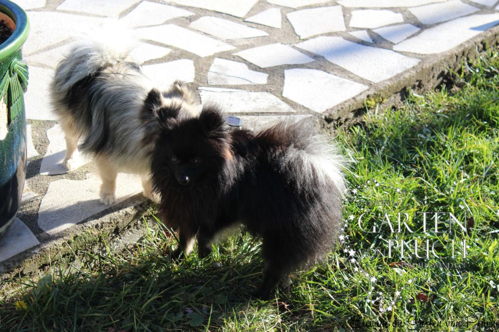 Okto Du Garten Von Pluch