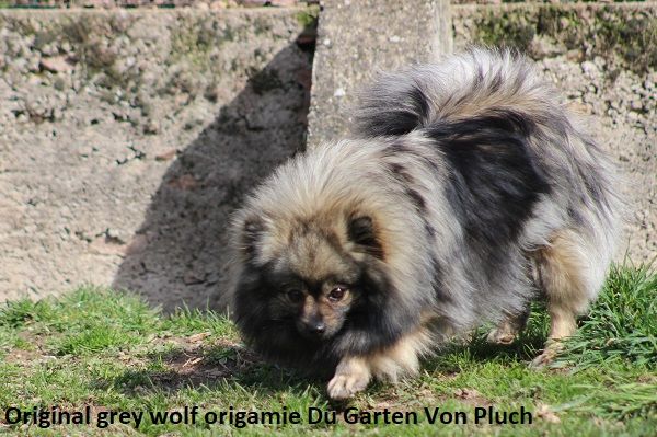 Original grey wolf origamie Du Garten Von Pluch