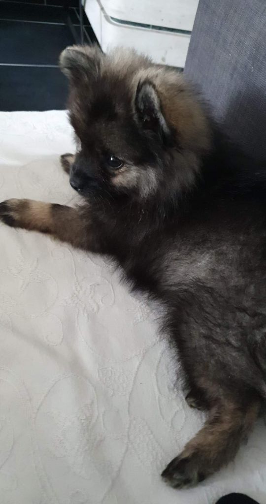 Pako pakito wolf Du Garten Von Pluch