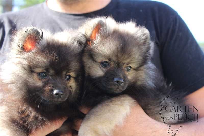 Perfect pom grey wolf Du Garten Von Pluch