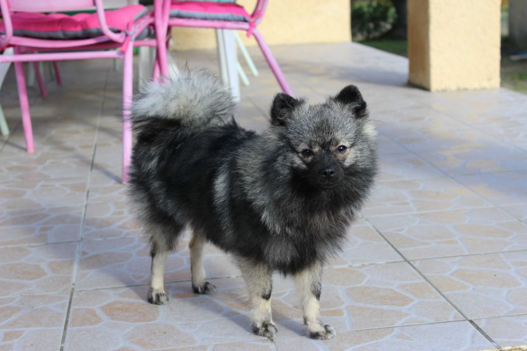Piment wolf Du Garten Von Pluch