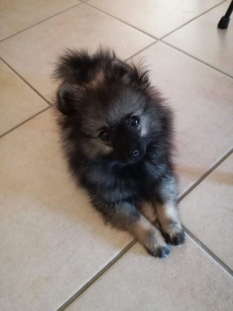 Pretty pearl wolf Du Garten Von Pluch