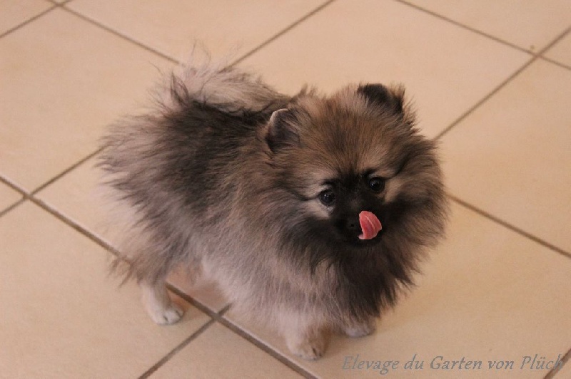 Lily Bella de Chantrsarre