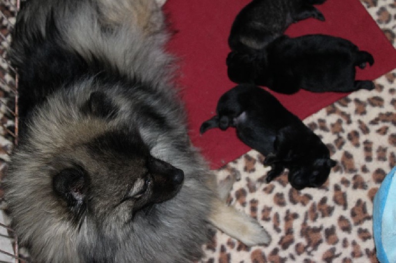 Bébés 2016- Mojito, Moka, Mia